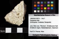 Foto (Objket + Etiketten) von Decapoda indet. 